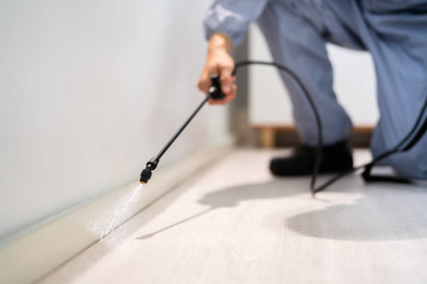 Licensed Ant Control service in Western Lake, TX - Show Me Pest Control